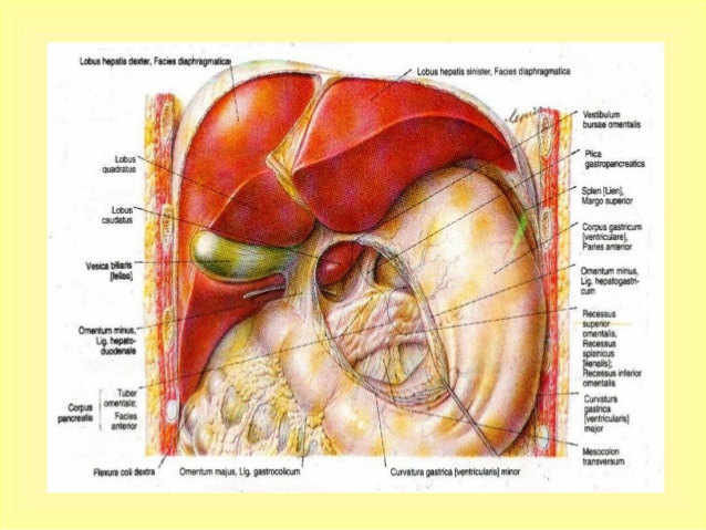 Anatomi Fisiologi Gigi Pdf: Software Free Download